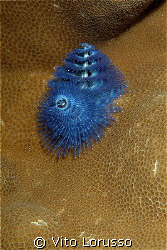 Worms - Spirobranchus giganteus by Vito Lorusso 